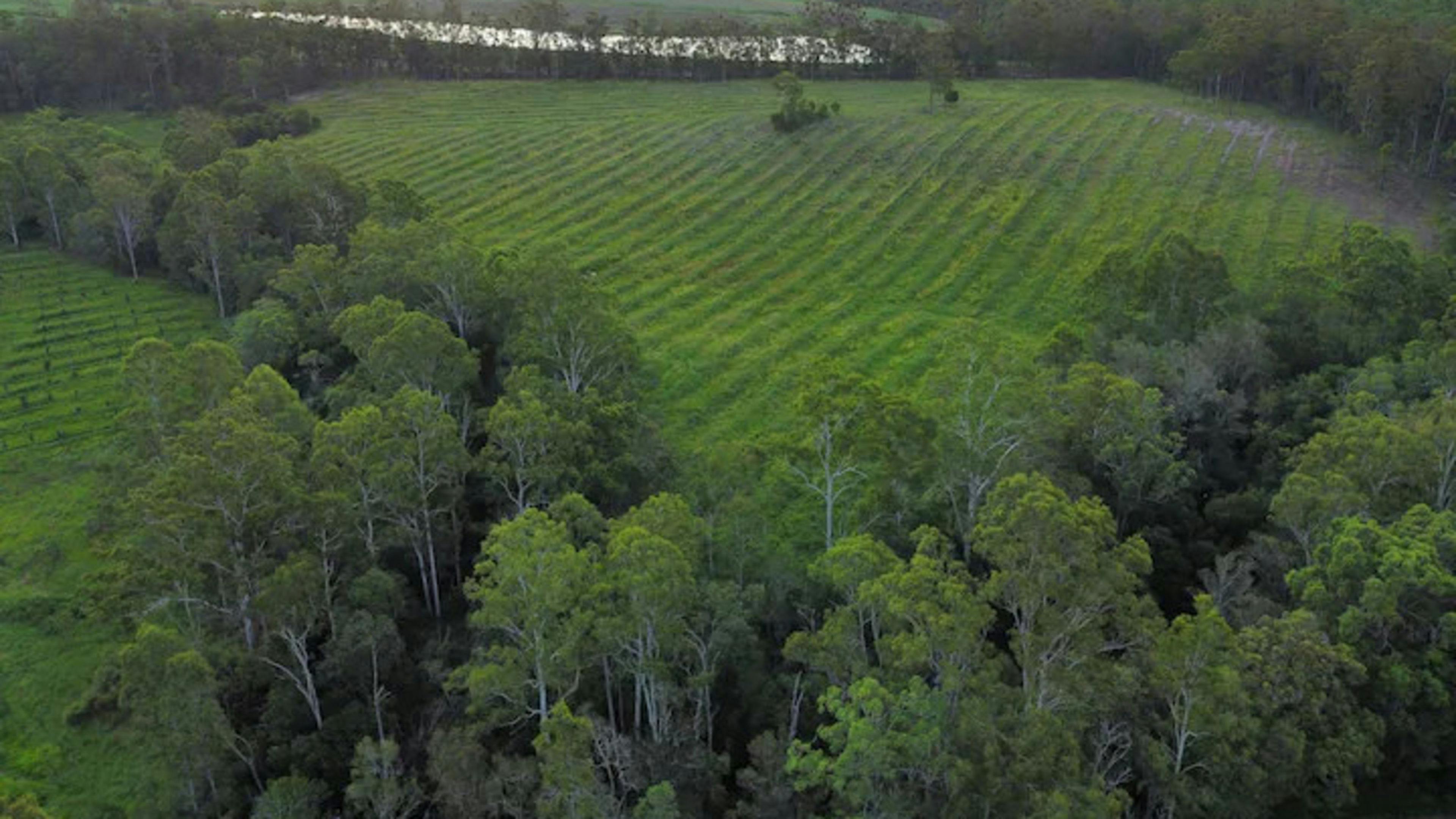 Macadamia Orchard Farm Stay