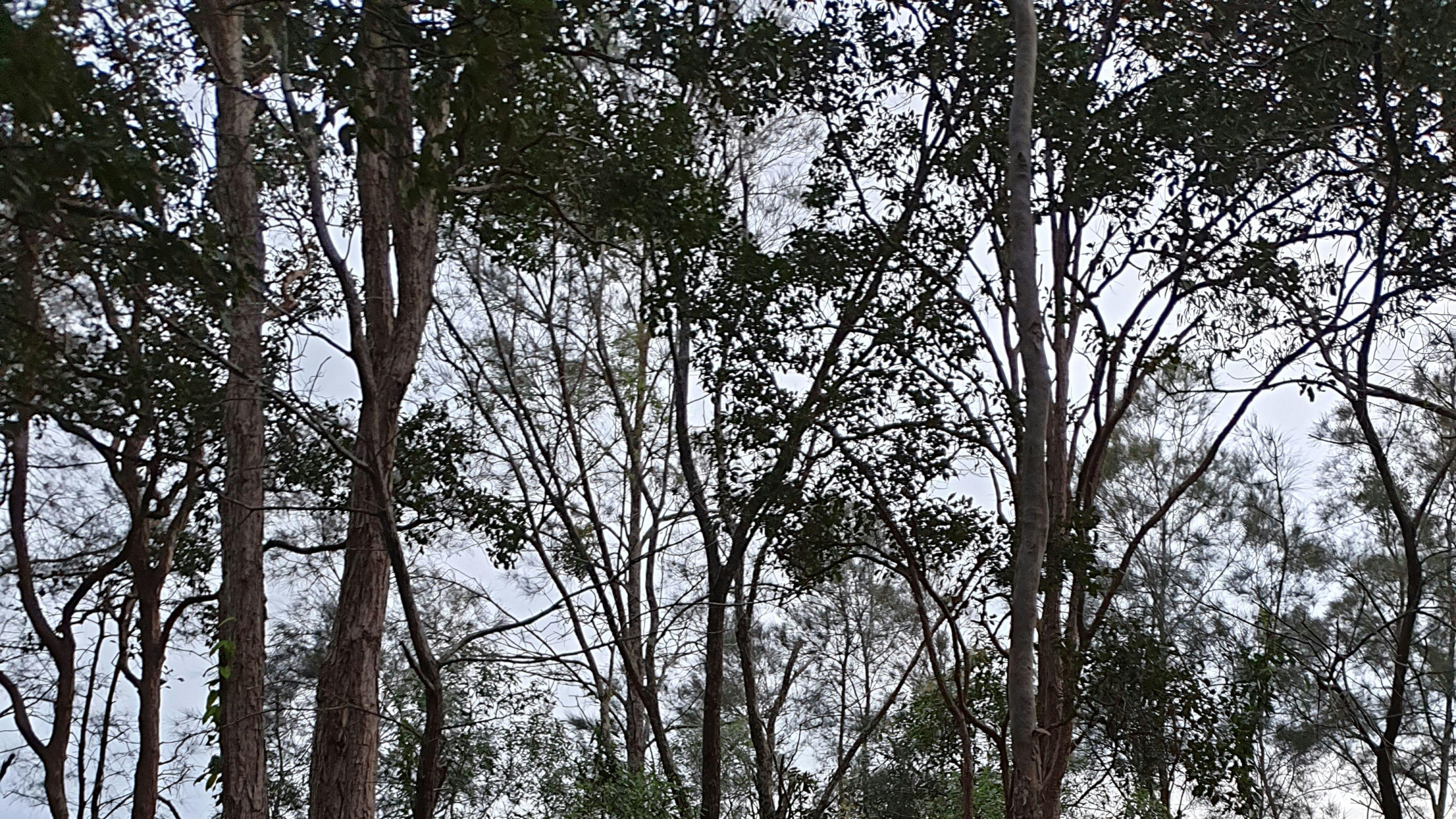 Conservation Camping at Maroochy